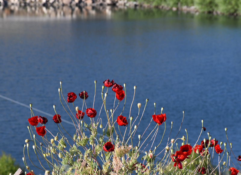 Yozgat'ta kırmızıya bürünen arazi kartpostallık görüntü oluşturdu - Resim: 4