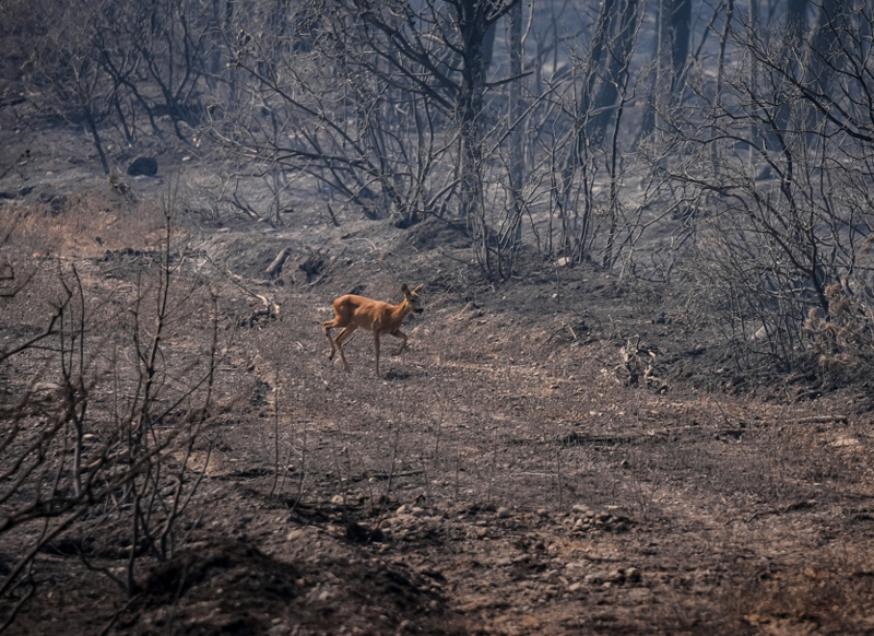 Çanakkale’de orman yangınında kaydedildi, canını kurtarmak için koşarak gözden kayboldu - Resim: 5