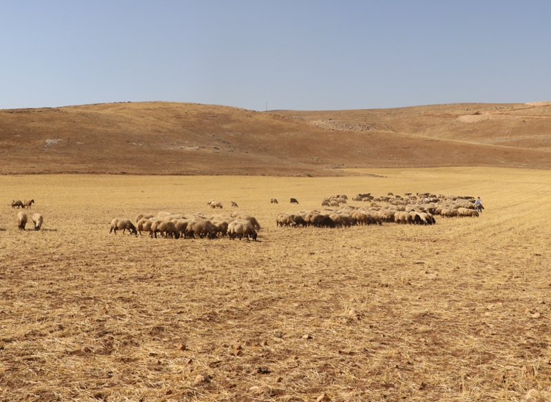 Batman’da buğday ve arpa hasadının ardından tarlalar hayvanlar için beslenme alanı oldu - Resim: 6