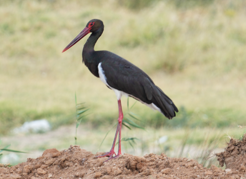 Barajı kıyısında objektiflere yansıdı, bir süre gezindi sonra gökyüzüne yükseldi - Resim: 1
