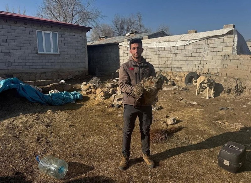 Normalde Kuzey Afrika'da yaşayan ve her gün 1 adım daha yok olmaya yaklaşan hayvan, Iğdır’da köyde ortaya çıktı - Resim: 1