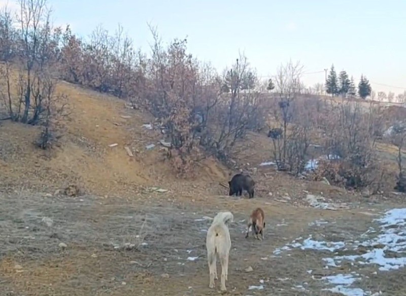 Tunceli'de mahalleye inen vahşi ve aç sürü, yiyecek bulmak için geldiği bölgede beklenmeyen bir karşılaşma yaşadı. Köşe kapmaca oynadılar - Resim: 1