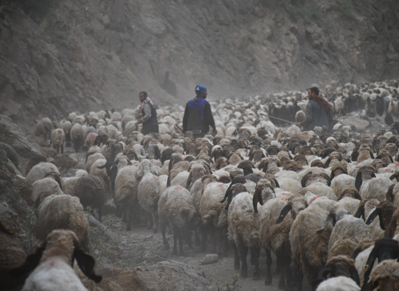 Şırnak'ta 300.000 tane koyun 1'er 1'er hazırlandı... Tam 4 ay boyunca sürecek büyük olay için 300.000 tanesi harekete geçti - Resim: 2