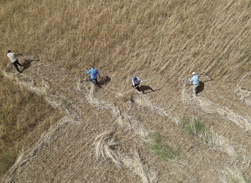 Bayburt’ta buğday tarlasında zaman geri sarıldı, geleneksel yöntemlerle hasat yapıldı - Resim: 5