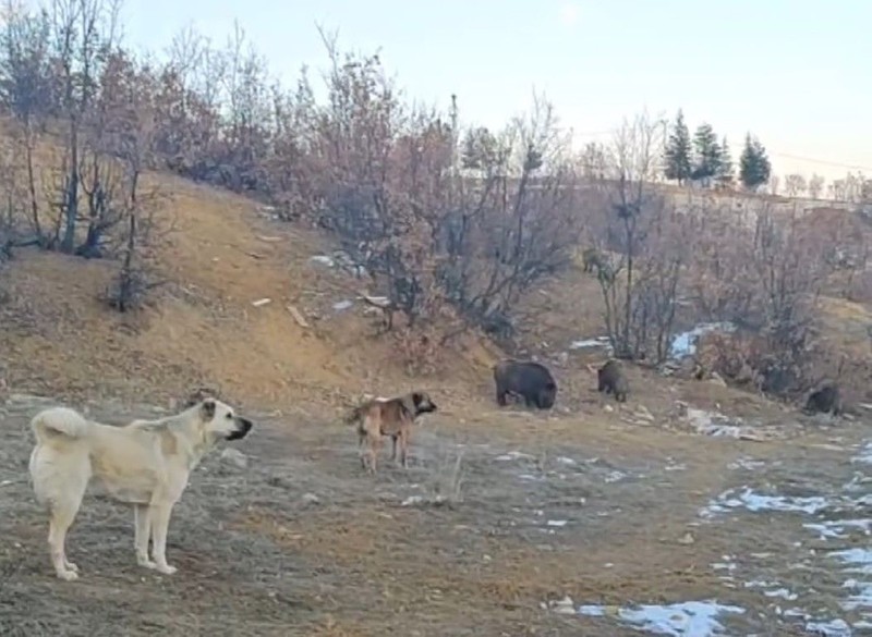 Tunceli'de mahalleye inen vahşi ve aç sürü, yiyecek bulmak için geldiği bölgede beklenmeyen bir karşılaşma yaşadı. Köşe kapmaca oynadılar - Resim: 3