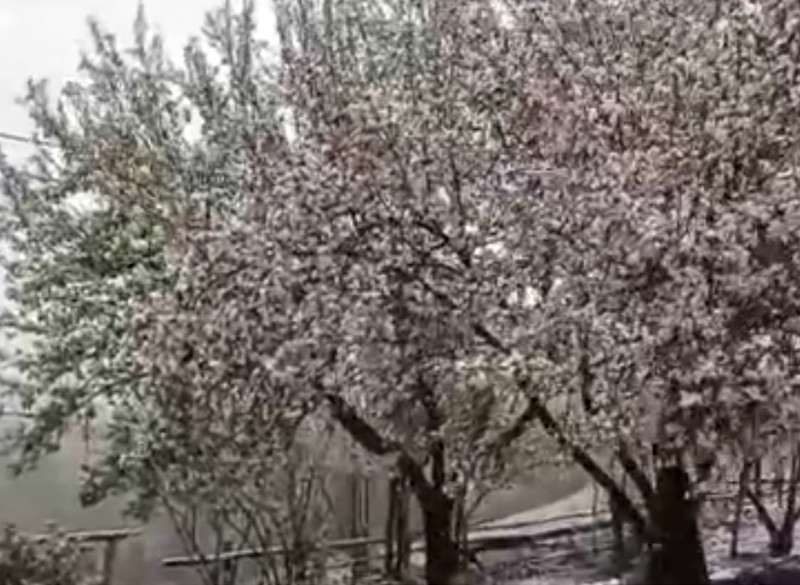 Artvin’de bin 700 rakımda yer alan köyde mayıs ayının ortasında sürpriz manzara. Köylüler şaştı kaldı - Resim: 3