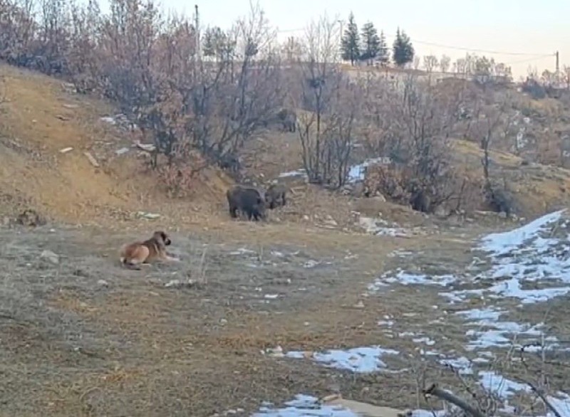 Tunceli'de mahalleye inen vahşi ve aç sürü, yiyecek bulmak için geldiği bölgede beklenmeyen bir karşılaşma yaşadı. Köşe kapmaca oynadılar - Resim: 2