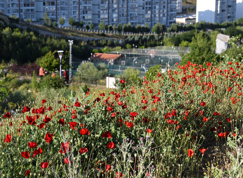 Yozgat'ta kırmızıya bürünen arazi kartpostallık görüntü oluşturdu - Resim: 1