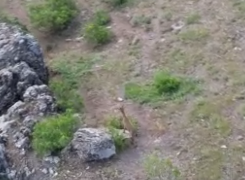 Şırnak’ta bir çoban hayvanlarını otlatırken sürüde onları fark etti. Bir değil İki tanelerdi - Resim: 1