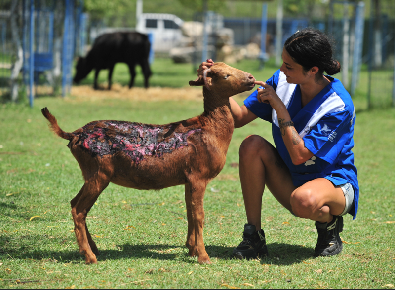 Yanık yaralarını sevgiyle sarıyorlar, alevlerin arasından kurtarılan 2 kuzu ve 13 koyun, ömürlük yuvalarında - Resim: 4