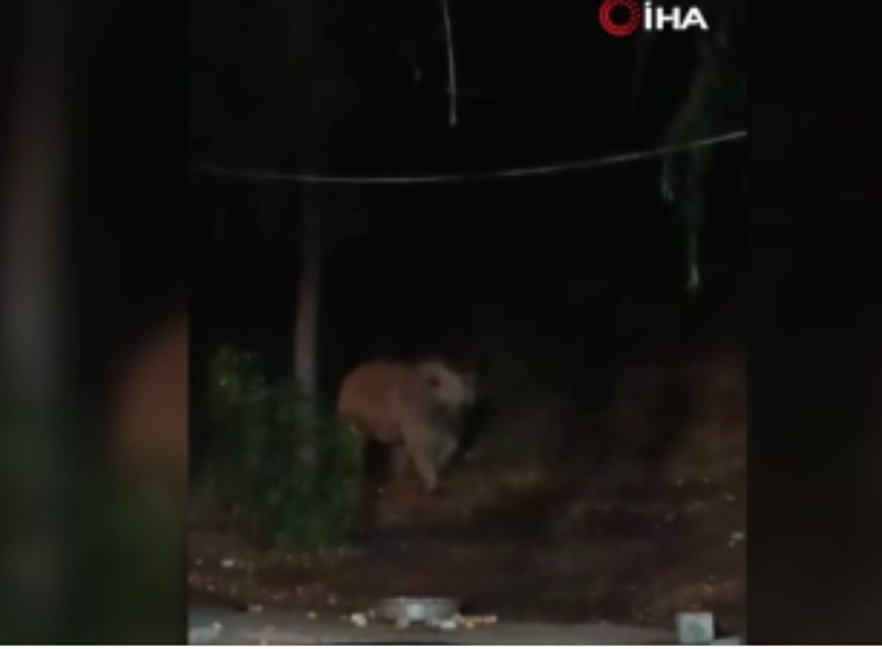 Bingöl'de şantiye ziyaretine beklenmedik misafir geldi! Tepside ne varsa yedi ve gitti - Resim: 4