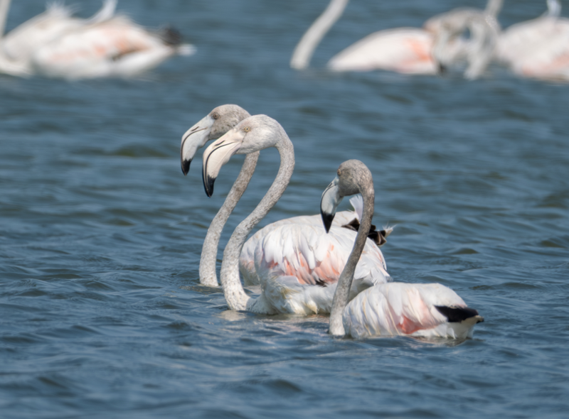 Adana’daki o sulak alan bu yıl da boş kalmadı! Göç yolundaki misafirlerle lagün renk değiştirdi - Resim: 4