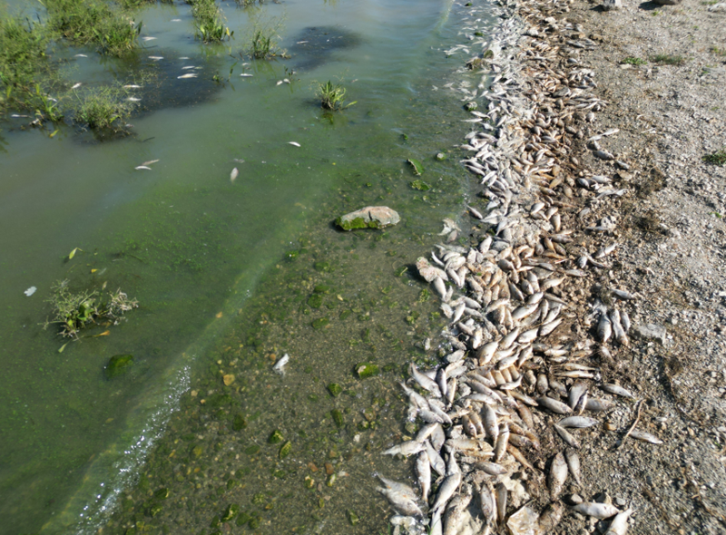 Afyonkarahisar’daki Seyitler Barajı’nda yüzlerce balık oksijensizlikten öldü - Resim: 3