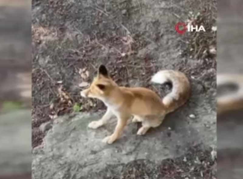 Kütahya’da maden işçilerinin yemekhanesine sık sık uğruyor, adeta maskot oldu - Resim: 1