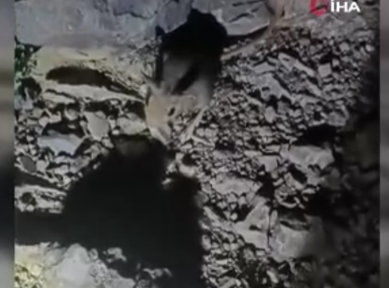Tunceli’nin dağlarında nesli tükenme tehlikesindeki tür ortaya çıktı! O anları hemen kayda aldı - Resim: 2