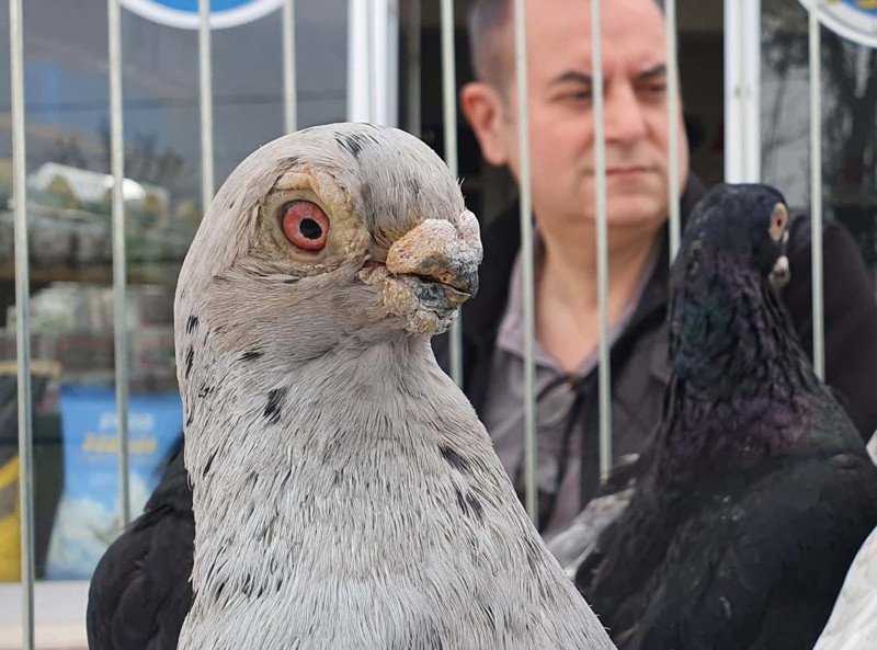 Tokur güvercinleri görücüye çıktı! Onu tüm güvercinlerden ayıran bir farkı var - Resim: 2