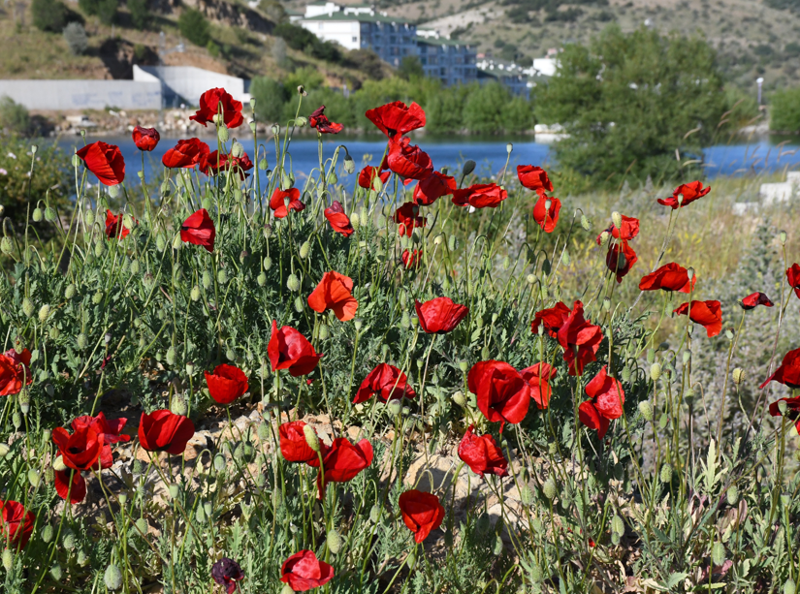 Yozgat'ta kırmızıya bürünen arazi kartpostallık görüntü oluşturdu - Resim: 3