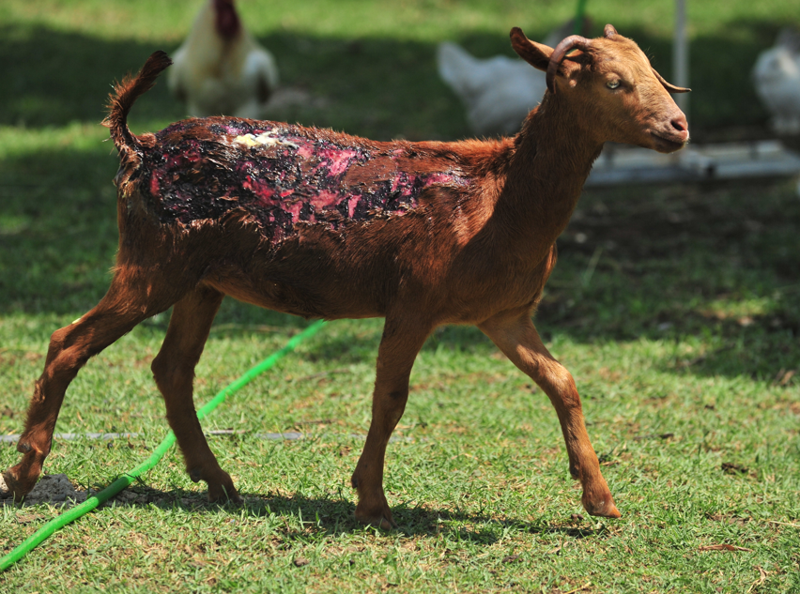 Yanık yaralarını sevgiyle sarıyorlar, alevlerin arasından kurtarılan 2 kuzu ve 13 koyun, ömürlük yuvalarında - Resim: 1