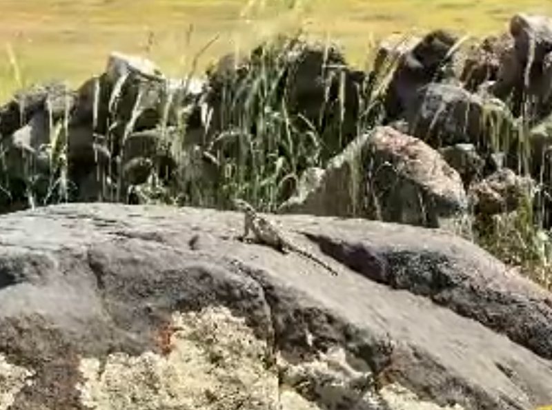 Ağrı Dağı’nın eteğinde sadece 1 tanesi görüldü. Kafkaslar’ın çok nadir ortaya çıkan çocuğu 1 kez Ağrı’da görülüp sonra yine yok oldu - Resim: 2