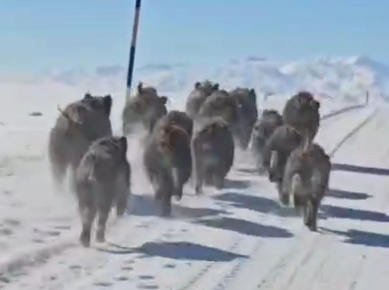 Korkutan görüntüler! Sürü halinde mahalleye indiler - Resim: 3