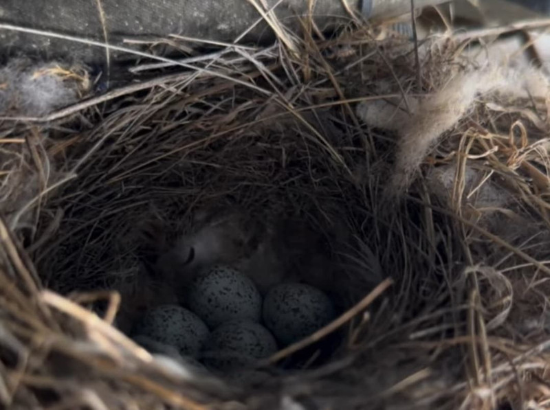 Artvin’de doğada bıraktığı iş makinesini çalıştırmaya giden operatör, fark ettiği detayla birlikte resmen dondu kaldı! 5 tanesi içeride duruyordu - Resim: 3
