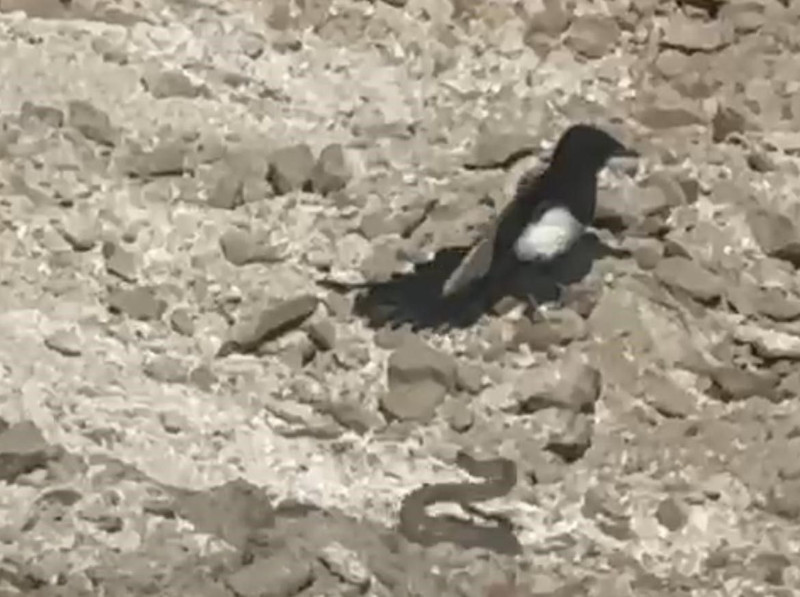 Nevşehir’de toprakta bir anda belirdi. Önce 1 tanesiyle sonra da diğer yırtıcıyla karşı karşıya geldi - Resim: 3