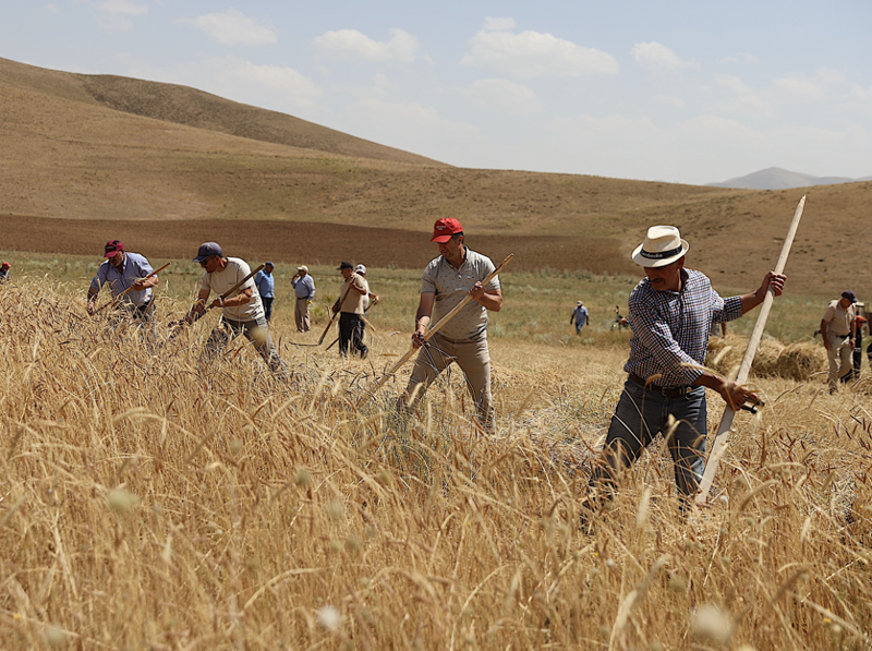 Bayburt’ta buğday tarlasında zaman geri sarıldı, geleneksel yöntemlerle hasat yapıldı - Resim: 1