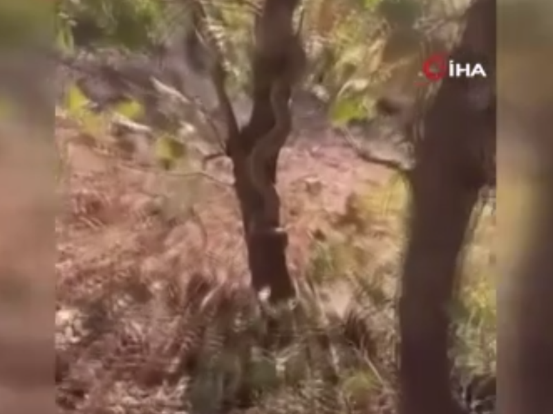 Mardin’de ağaçta dikkat çeken hayvan! Cüssesiyle korkuttu - Resim: 1