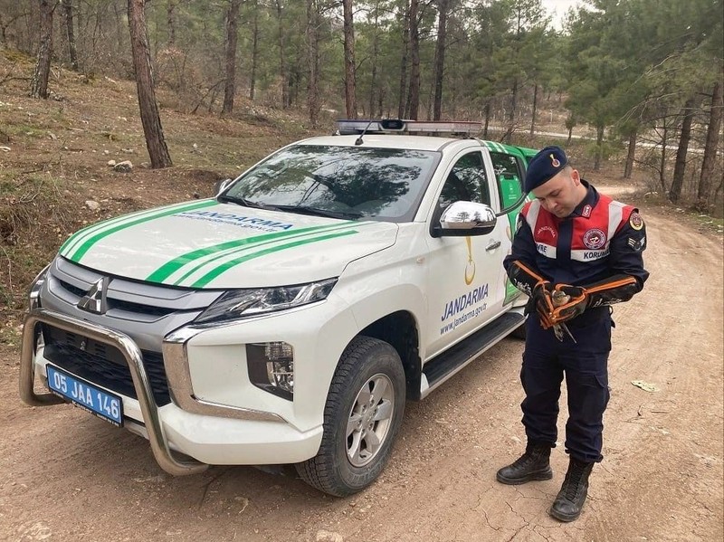 Amasya’da devriye gezen jandarma bir anda ormanın içinde  vahşi hayvanı gördü. Acilen resmi ekip araçları durdurulup yanına gidildi - Resim: 1