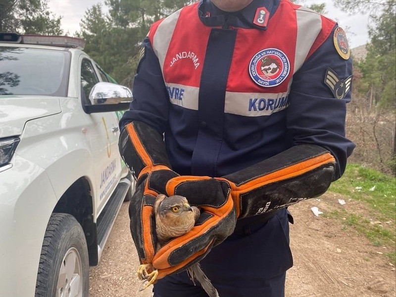 Amasya’da devriye gezen jandarma bir anda ormanın içinde  vahşi hayvanı gördü. Acilen resmi ekip araçları durdurulup yanına gidildi - Resim: 3