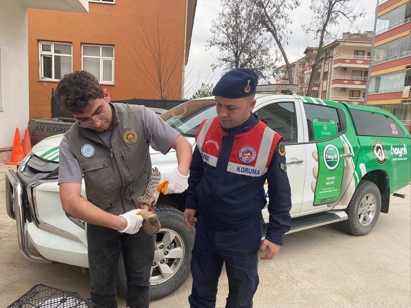 Amasya’da devriye gezen jandarma bir anda ormanın içinde  vahşi hayvanı gördü. Acilen resmi ekip araçları durdurulup yanına gidildi - Resim: 4