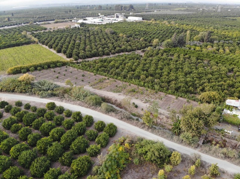 400 ağaçlık bahçesine Hatay'da giriş yapan vatandaş, gördüğü manzara ile yıkıldı. Korktuğumuz oldu. Herkes kendisininkini korusun - Resim: 2