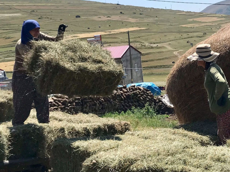 Ardahan’da asırlardır kullanılan aletle zorlu mera mesaisi başladı - Resim: 4