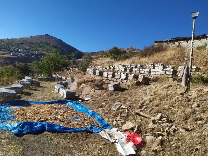 Giresun'da kovanlarındaki manzarayı görenler şaşkına döndü. Yüzlerce arının öldüğünü keşfedilince inceleme başlatıldı. Korkunç sebep ortaya çıktı - Resim: 3