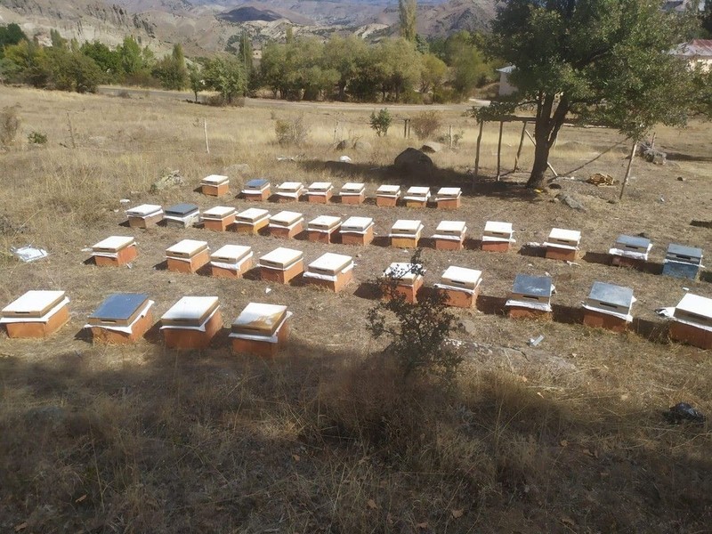 Giresun'da kovanlarındaki manzarayı görenler şaşkına döndü. Yüzlerce arının öldüğünü keşfedilince inceleme başlatıldı. Korkunç sebep ortaya çıktı - Resim: 1