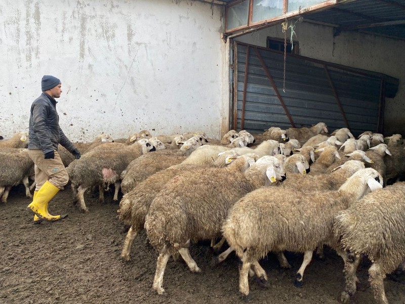 Yozgat'ta 30 seneden beri koyun besleyen aile, Türkiye için tehlikeyi duyurdu. Yakında etkisi hepimize olacak - Resim: 5