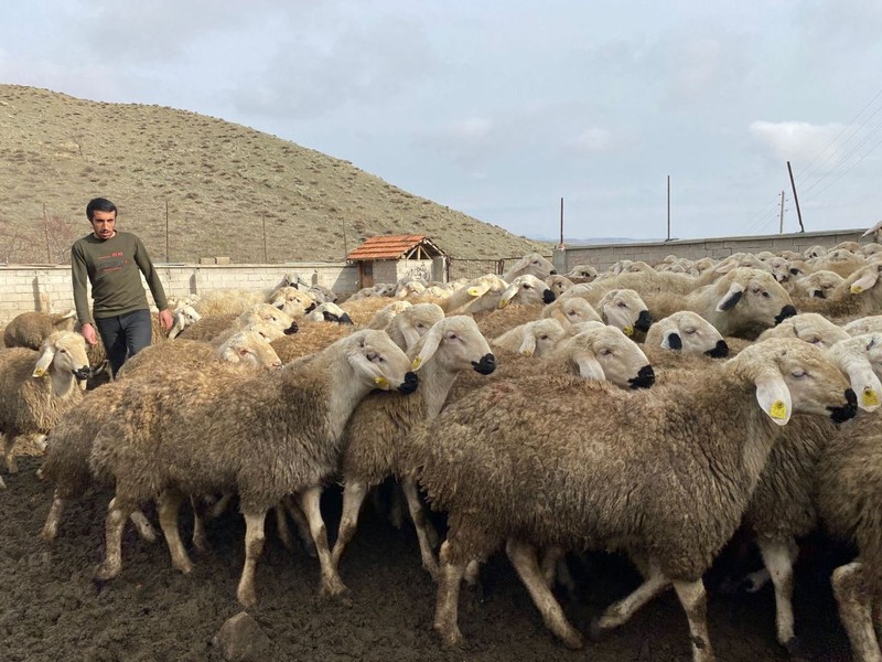 Yozgat'ta 30 seneden beri koyun besleyen aile, Türkiye için tehlikeyi duyurdu. Yakında etkisi hepimize olacak - Resim: 3