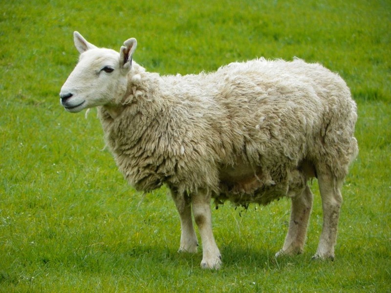 Çiftçinin ahırında hamile olan koyun doğum yaptı. Karşısında 2 taneyle görünce dehşete düştü. Veterinerin resmi raporunda yazan detay ise inanılmaz - Resim: 2