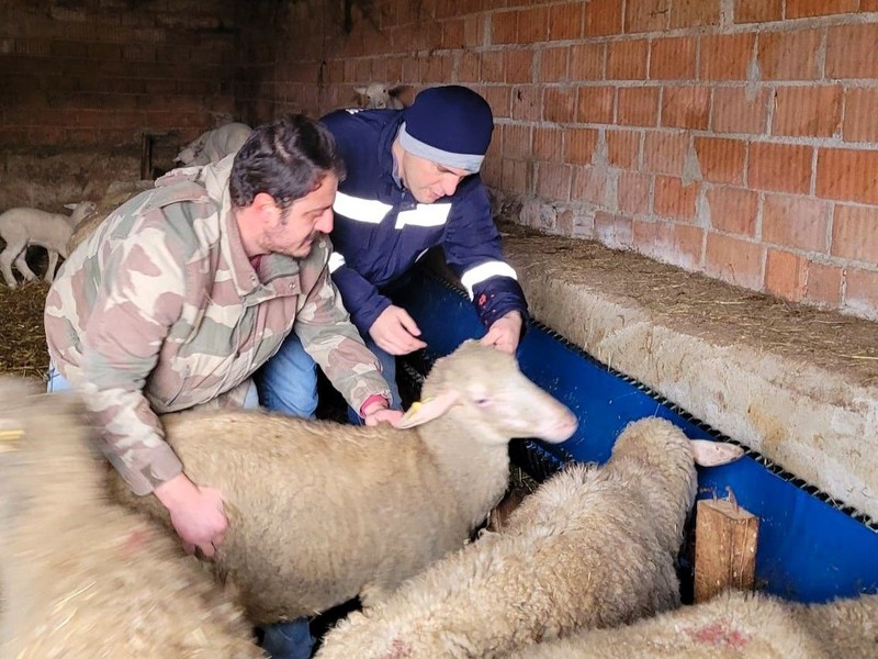 Kırklareli'de 1000'lerce koyun elden geçirildi. Hepsine aynı işlem yapıldı - Resim: 1