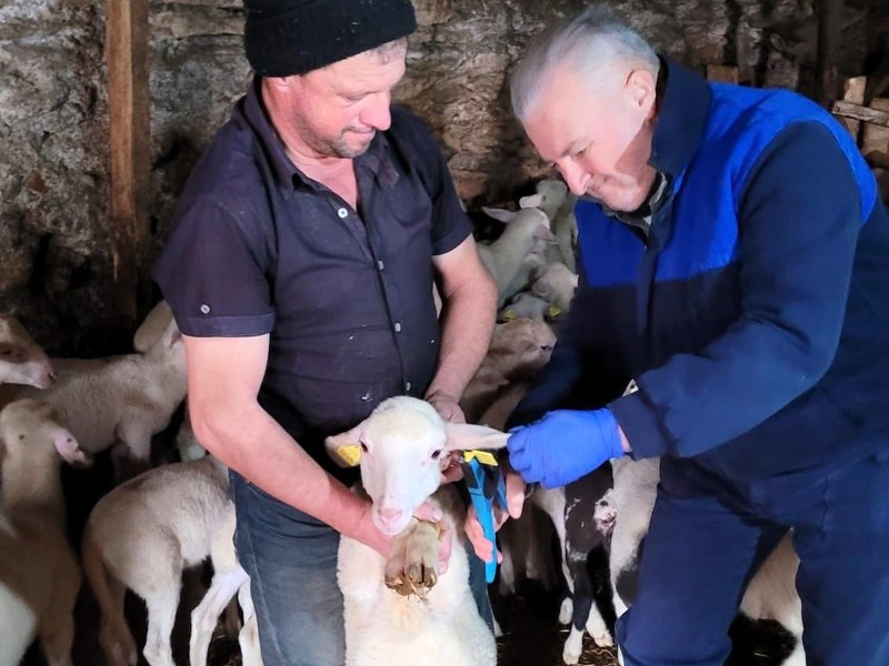 Kırklareli'de 1000'lerce koyun elden geçirildi. Hepsine aynı işlem yapıldı - Resim: 2