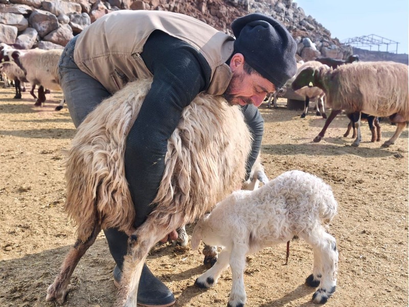 Erzincan, Bingöl ve Elazığ’da koyunlarla ilgili haberi alan çobanlar ve hayvan sahipleri Tunceli'de ahırda 24 saat nöbet tutmaya başladı. Kuş bile uçmayacak - Resim: 1