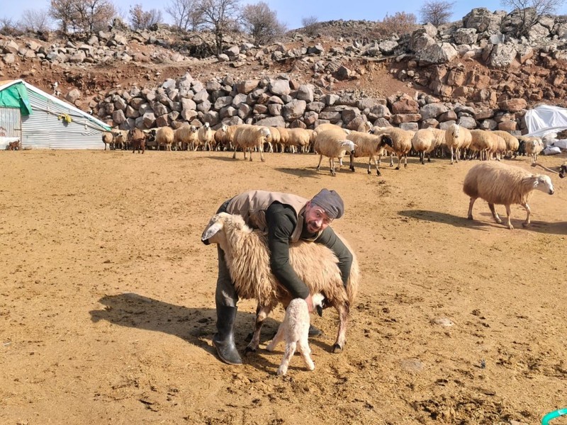 Erzincan, Bingöl ve Elazığ’da koyunlarla ilgili haberi alan çobanlar ve hayvan sahipleri Tunceli'de ahırda 24 saat nöbet tutmaya başladı. Kuş bile uçmayacak - Resim: 2