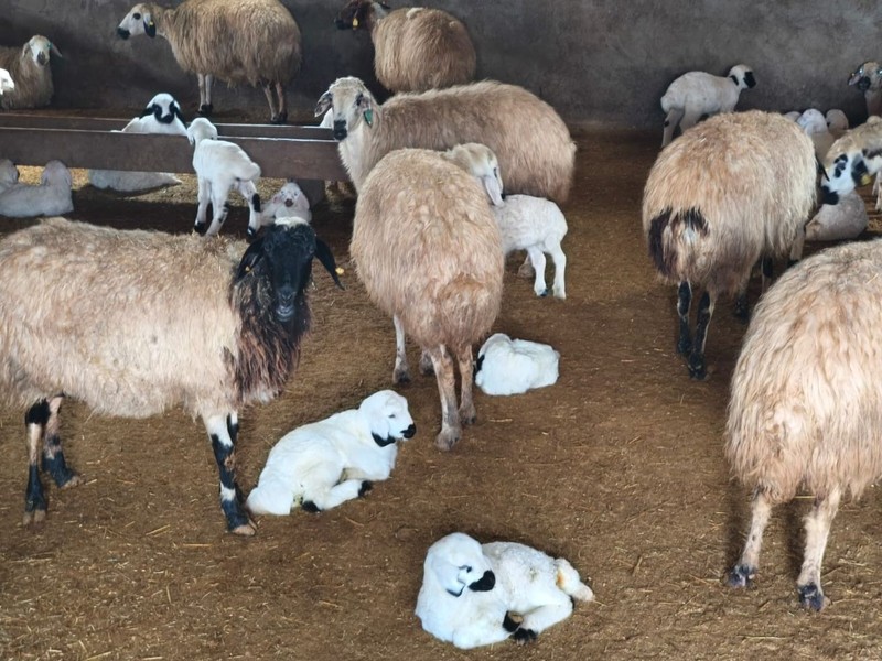 Erzincan, Bingöl ve Elazığ’da koyunlarla ilgili haberi alan çobanlar ve hayvan sahipleri Tunceli'de ahırda 24 saat nöbet tutmaya başladı. Kuş bile uçmayacak - Resim: 3