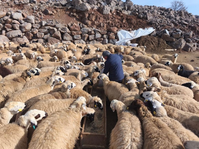 Erzincan, Bingöl ve Elazığ’da koyunlarla ilgili haberi alan çobanlar ve hayvan sahipleri Tunceli'de ahırda 24 saat nöbet tutmaya başladı. Kuş bile uçmayacak - Resim: 4