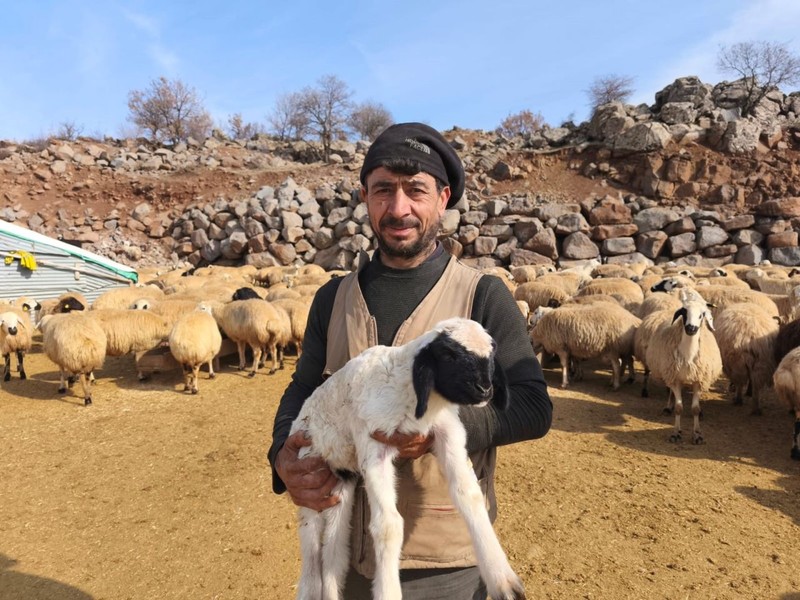 Erzincan, Bingöl ve Elazığ’da koyunlarla ilgili haberi alan çobanlar ve hayvan sahipleri Tunceli'de ahırda 24 saat nöbet tutmaya başladı. Kuş bile uçmayacak - Resim: 6