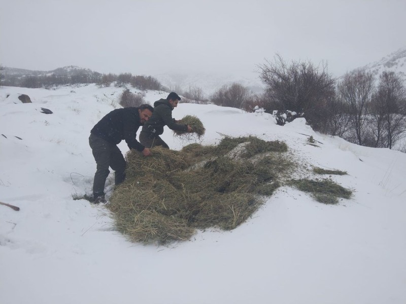 Malatya’da karda 150 kilogram yonca balyası ve 50 kilogram arpa karışımı tek tek çeşitli bölgelere bırakıldı. Ahırdaki koyunlar rahat uyuyacak - Resim: 2