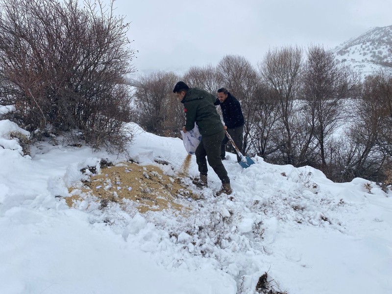 Malatya’da karda 150 kilogram yonca balyası ve 50 kilogram arpa karışımı tek tek çeşitli bölgelere bırakıldı. Ahırdaki koyunlar rahat uyuyacak - Resim: 4