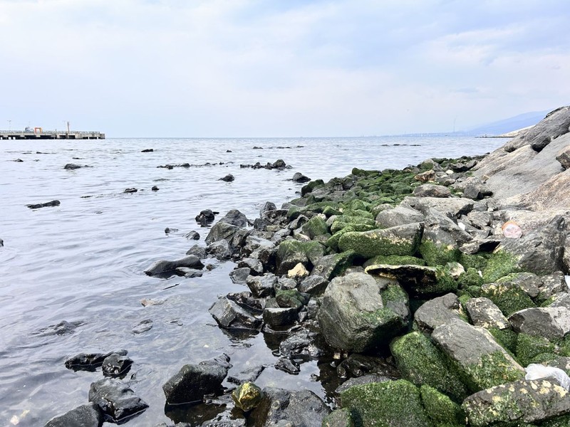 İskenderun Körfezi'nde görülen manzara tedirgin etti. Daha önce böyle bir şeyle kimse karşılaşmadı - Resim: 4