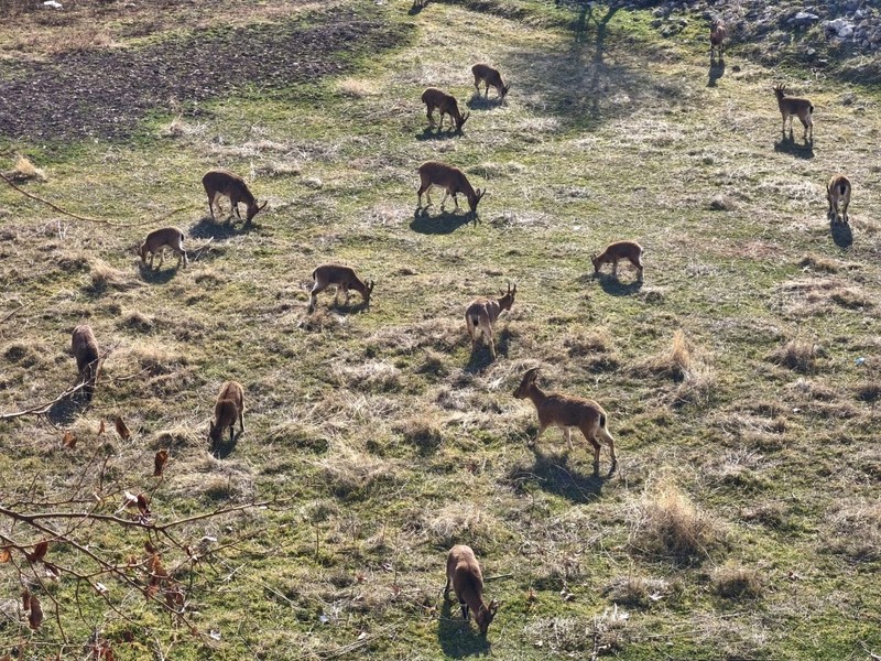 Tunceli'nin muhteşem doğasında o hayvan sürü halinde ortaya çıktı. Herkes çobansız sürü sanıyor. Yanına giden gerçeği görüyor - Resim: 3