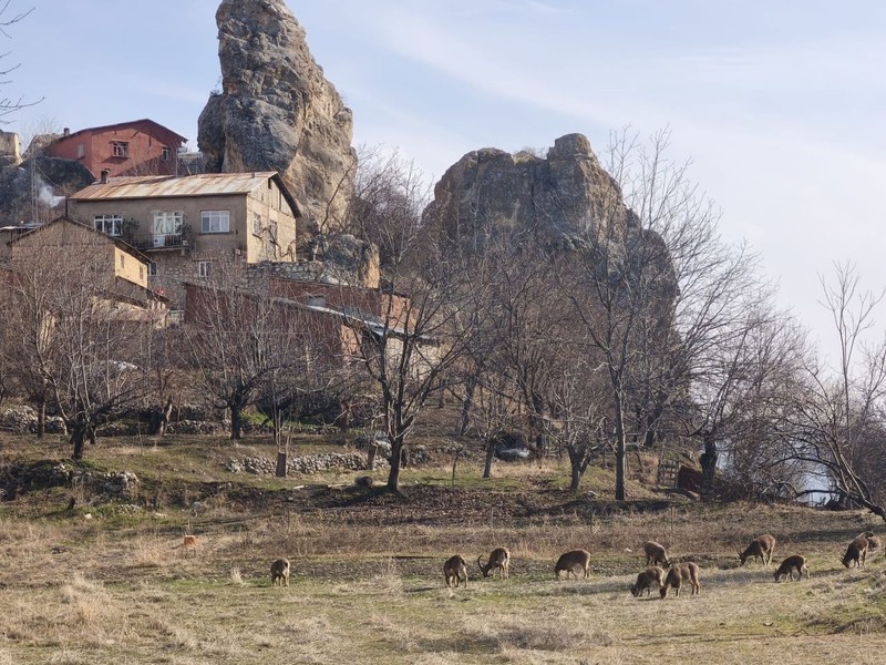 Tunceli'nin muhteşem doğasında o hayvan sürü halinde ortaya çıktı. Herkes çobansız sürü sanıyor. Yanına giden gerçeği görüyor - Resim: 2